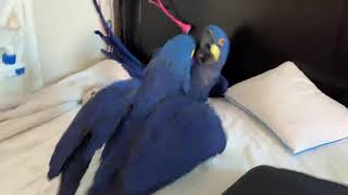 Heart melting playing between hyacinth macaw parrots [upl. by Naelopan256]