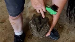 Horse Hoof Frog Problems  513 9400100 [upl. by Balthasar933]