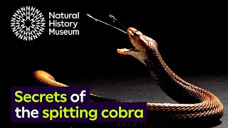 Spitting cobras the peculiar evolution of defensive venom in snakes [upl. by Merceer330]