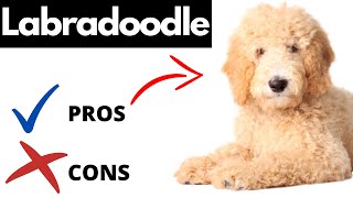 Labradoodle Pros And Cons  Should You REALLY Get A LABRADOODLE [upl. by Jung]