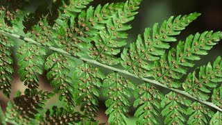 spiny wood fern  Dryopteris expansa Identification and characteristics [upl. by Welker]