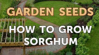 How to Grow Sorghum [upl. by Teagan]