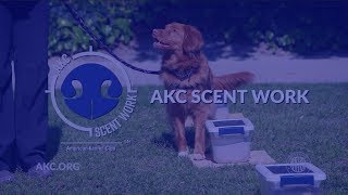 AKC Scent Work  Intro to Dog Sports [upl. by Nwahshar1]