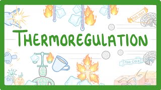 GCSE Biology  How We Control Our Body Temperature 55 [upl. by Olen]