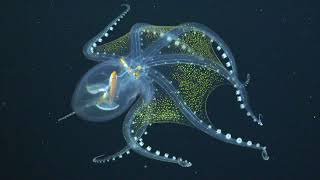 Glass Octopus Captured in Rare Footage By Underwater Robot [upl. by Shanney]