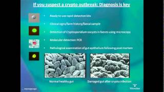 Cryptosporidiosis in calves  AHDB Dairy [upl. by Noivax40]