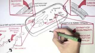 Microbiology  Antibiotics Mechanisms of Action [upl. by Kimberli]