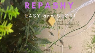 REPASHY EASY and SHORT [upl. by Pani]