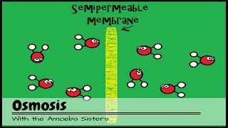 OLD VIDEO Osmosis [upl. by Duaner41]