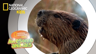 American Beaver  Awesome Animals [upl. by Edris306]