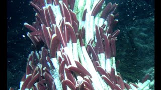 Facts Giant Tube Worms Riftia pachyptila [upl. by Reham143]