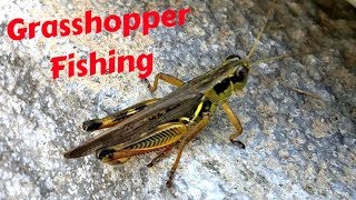 LIVE GRASSHOPPER CATCH AND FISH [upl. by Yniatirb]