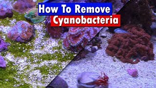 Remove Cyano Algae from your Reef Tank  Chemiclean red slime remover before and after  Review [upl. by Nirrej]