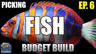 Selecting SALTWATER FISH for Beginners in a New Budget Build Aquarium [upl. by Trenton]