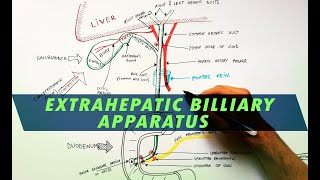 Extrahepatic Biliary Apparatus  Cystohepatic Triangle  Anatomy Tutorial [upl. by Ateekram]