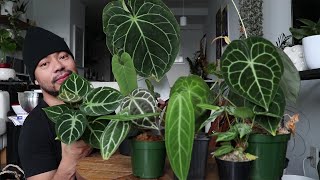 My Anthurium Collection  How To Care For Anthuriums  Rare Houseplants [upl. by Enohs]