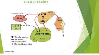 Sistema digestivo de los rumiantes Digestión de Proteínas Ciclo de urea Digestión de lípidos [upl. by Fairley]