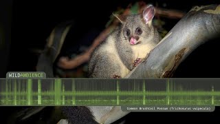 Common Brushtail Possum Sounds  Scary growling calls and scurrying noises [upl. by Gerg]