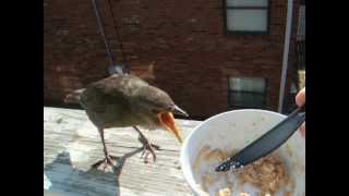 Starling fledgling visits for afternoon snack [upl. by Rayburn]