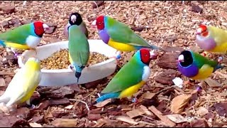 Stunning Lady Gouldian Finches feeding [upl. by Searle]