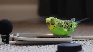 Budgie Bird With 35 Word Vocabulary Clear Audio [upl. by Butte]