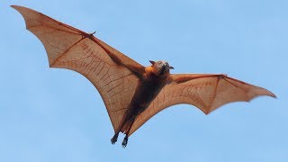 Are Bats Flying Primates [upl. by Schilling]