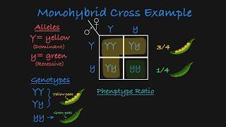 Monohybrid Cross Explained [upl. by Shewchuk]