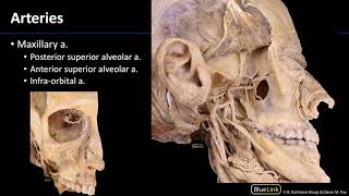 Pterygopalatine Fossa and Palate  Arteries [upl. by Lanta217]