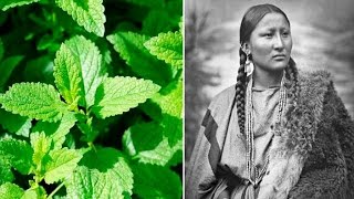 6 Plants Native Americans Use To Cure Everything [upl. by Marna145]