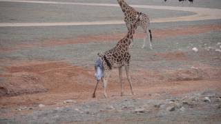 Giraffe Birth at Monarto Zoo [upl. by Waldron581]