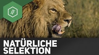 Natürliche Selektion – Evolution [upl. by Lilia672]