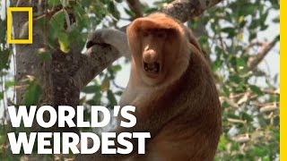 Proboscis Monkeys  Worlds Weirdest [upl. by Fuchs]