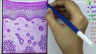 Histology of Thick SkinGlabrous skin [upl. by Westney]