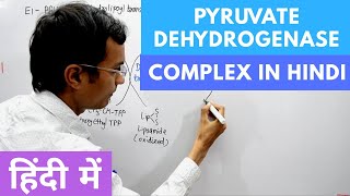 Pyruvate Dehydrogenase Complex in Hindi [upl. by Okechuku528]