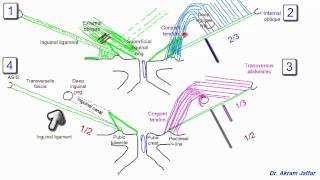 Anatomy of the inguinal region simplified [upl. by Gustafsson77]