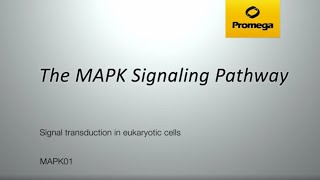 The MAPK Signaling Pathway [upl. by Gniy153]