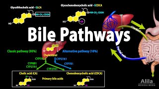 Bile Pathways and the Enterohepatic Circulation Animation [upl. by Narol]