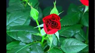 Flowers in Bloom TimeLapse Videos [upl. by Siroved]