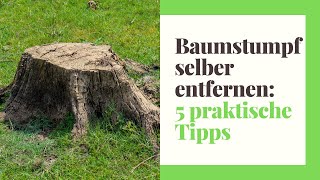 Praktische Tipps zum Baumstumpf selbst entfernen [upl. by Annotahs202]