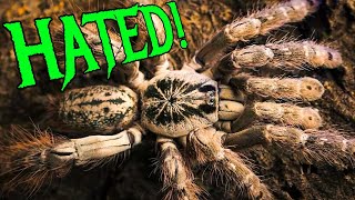 Top 5 MOST HATED Tarantulas [upl. by Bezanson]