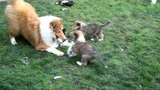 Rough Collie Puppies [upl. by Rakabuba]