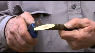 How to perform whip grafting of walnuts  UCANR [upl. by Sparkie]