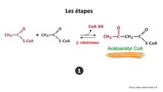 La cétogénèse et la cétolyse version 2019 [upl. by Ellenij]