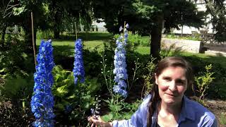 Blue delphiniums in bloom [upl. by Ahsille]