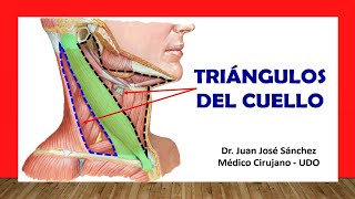 🥇 TRIÁNGULOS DEL CUELLO Fácil Rápido y Sencillo [upl. by Robinetta]