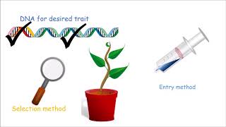 How to Make a Genetically Modified Plant [upl. by Roxana]