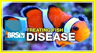 Week 51 What you need to know to cure fish disease amp parasites  52 Weeks of Reefing [upl. by Kaufmann]