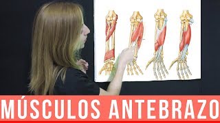 MÚSCULOS DEL ANTEBRAZO ANATOMÍA  MNEMOTECNIA  Mentes Médicas [upl. by Haleemak]