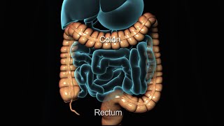 YYC New Endoscopy Procedure [upl. by Marras]