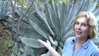 What You MUST Know About Century Plants Agave americana [upl. by Douglass]